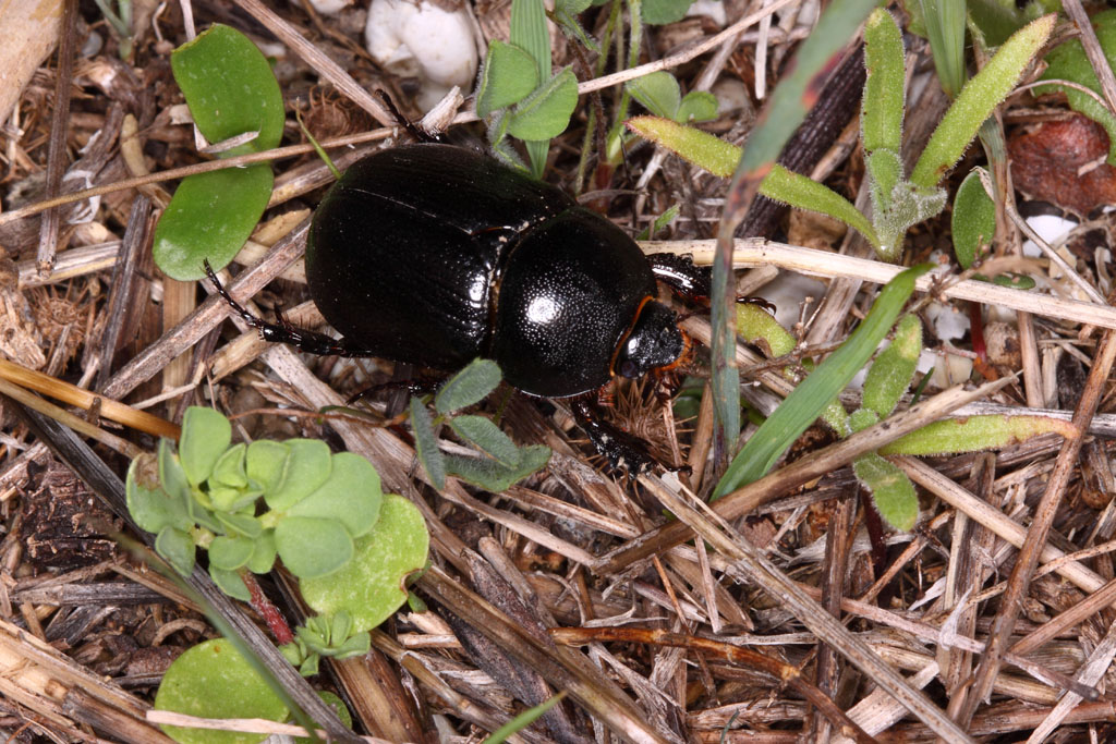 Geotrupide ? No. Pentodon bidens (Dynastidae)